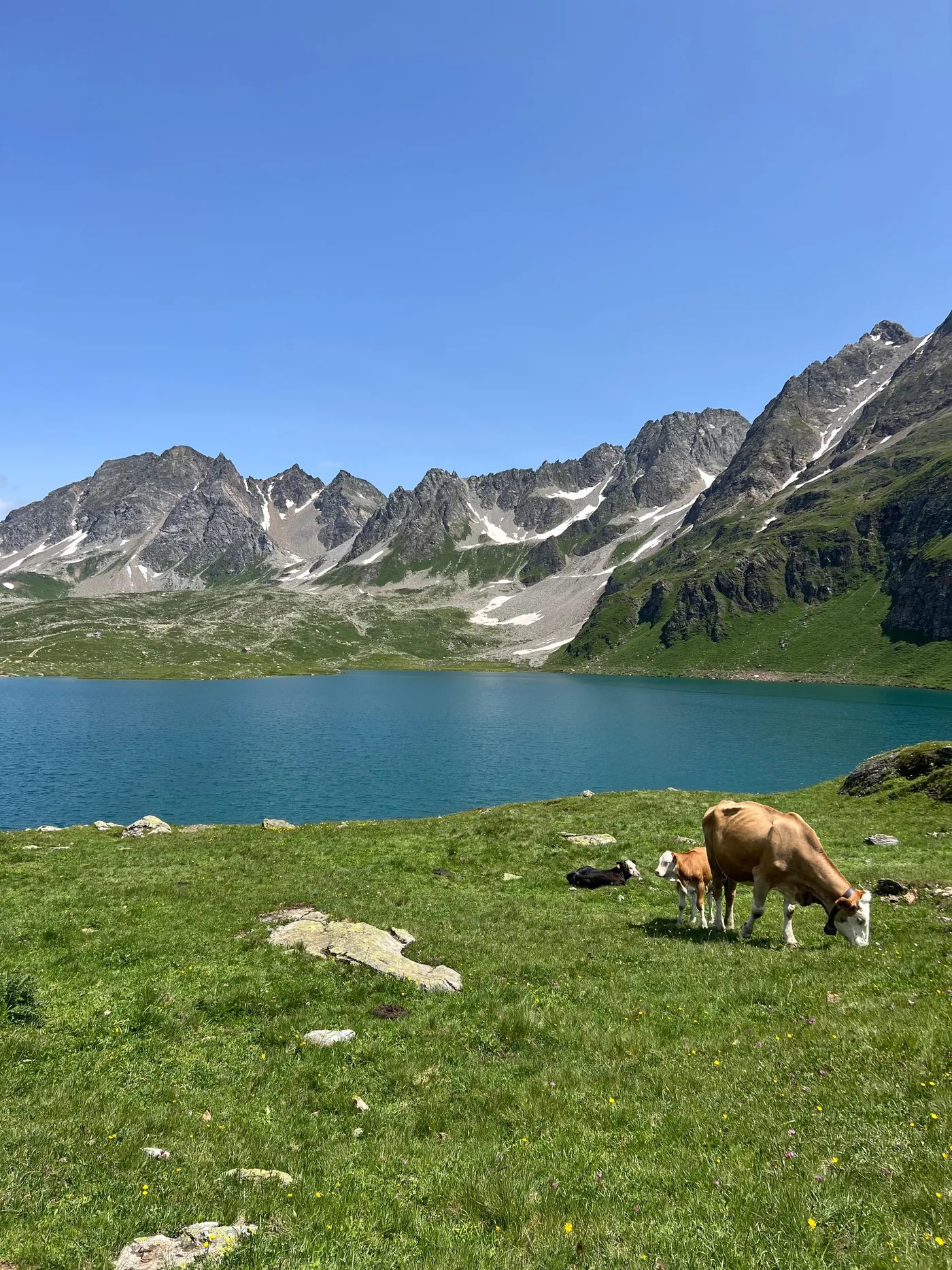 Pascoli d'alta quota